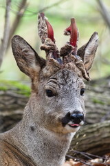 Capreolus capreolus european roe deer male is removing skin from antlers in spring. Antlers are covered by blood. Close-up portrait. Visible tongue.