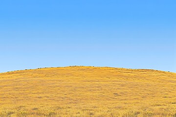 Golden Meadow Under a Vast Blue Sky