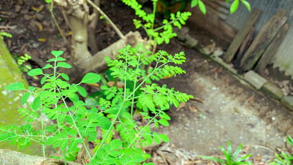 green moringa oleifera or drumstick leaves in a garden.
