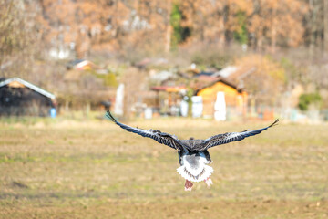 Graugans im Flug