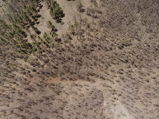 Aerial View of Sparse Forest Landscape