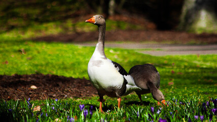 Bird in park, apeldoorn