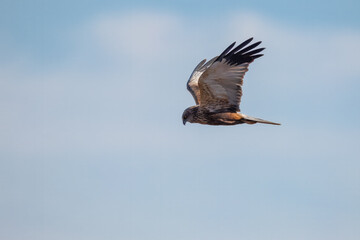 An adult male western marsh harrier flies perpendicular to the camera lens on a sunny spring day.	