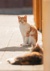 Gato en la calle tranquilo