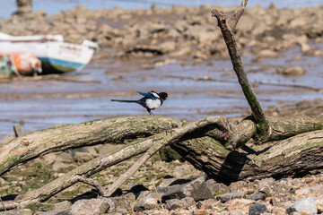Urraca en las orillas del Río 