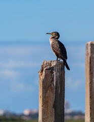 Cormorán posando un dia nublado