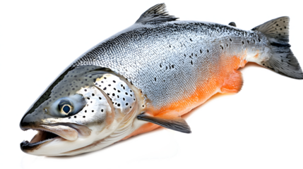 A fish with orange and white stripes is swimming in the water. The fish is large and has a shiny, smooth surface