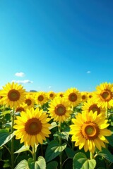 Fototapeta premium Vibrant yellow sunflowers dominate a vast blue sky field , serenity, yellow