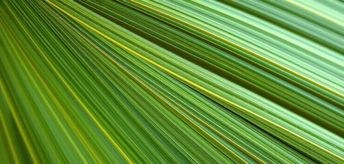 Obraz premium Close-up of palm leaf veins, showing intricate network of fibers, nature photography, organic