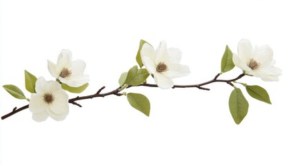 Obraz premium Delicate magnolia branch with blossoms and leaves