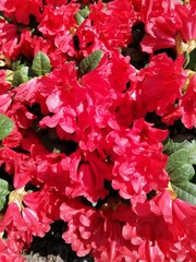 extremely beautiful colorful huge red scarlet wander rhododendron in summer garden.blooming flower bush. floral background