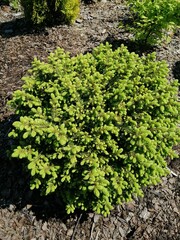 Picea glauca Echiniformis on a garden flower bed .Floral background. Coniferous garden