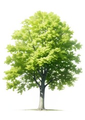 Obraz premium Tree botanical drawing nature.