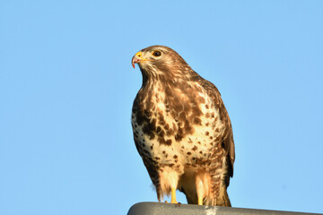 Mäusebussard