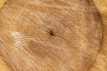 Fototapeta premium cross section of tree trunk, hardwood texture background