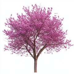 Obraz premium Eastern Redbud tree blossom flowers spring.