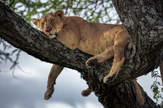 Eine weiblicher L&ouml;we / eine L&ouml;win liegt in einem Baum auf einem Ast im Tarangire Nationalpark in Tansania Afrika