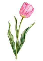 Obraz premium Pink Tulip flower tulip illustration watercolor.