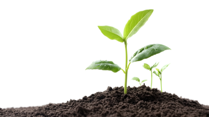 A small green plant is growing in the dirt. The plant is surrounded by dirt and he is in the process of growing