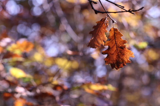 foglie in autunno
