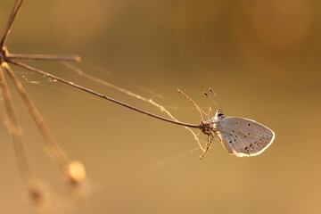 una farfalla licenide al tramonto