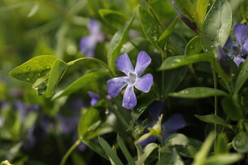 fiore di pervinca in primavera