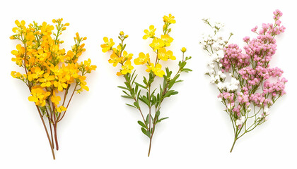 Set of small sprigs of yellow flowers of berberis thunbergii, pink chamelaucium, and white gypsophila isolated