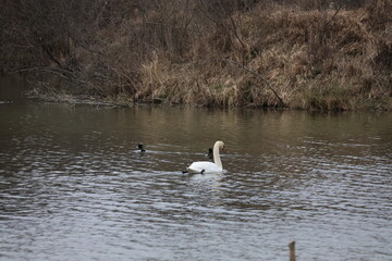 Autumn forest landscape including lake and swan