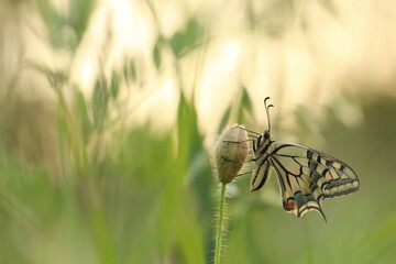 una farfalla macaone al tramonto