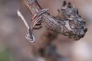 particolare di un vigneto