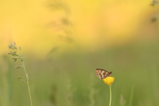una farfalla melitaea al tramonto