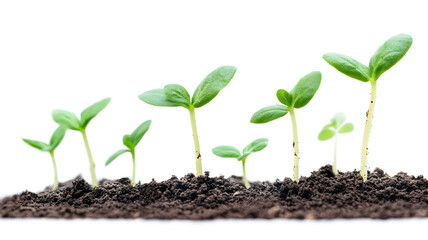 A row of small green plants are growing in the dirt. The plants are at different stages of growth, with some still small and others taller. Concept of growth and development