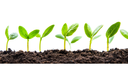 A row of young plants are growing in the dirt. The plants are small and green, and they are all at different stages of growth. Concept of growth and new beginnings