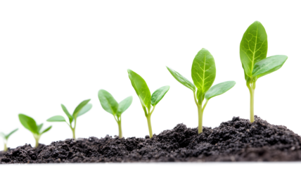 A row of small green plants growing in the dirt. The plants are at different stages of growth, with some being taller than others. Concept of growth and development, as the plants continue to mature
