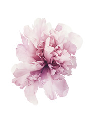 Delicate light pink peony flower. High-resolution PNG with transparent background for elegant compositions