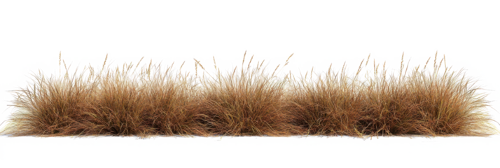 Savanna grass field row on transparent backgrounds 3d rendering png file 
