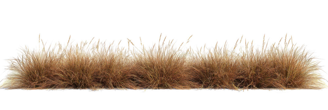Savanna grass field row on transparent backgrounds 3d rendering png file 
