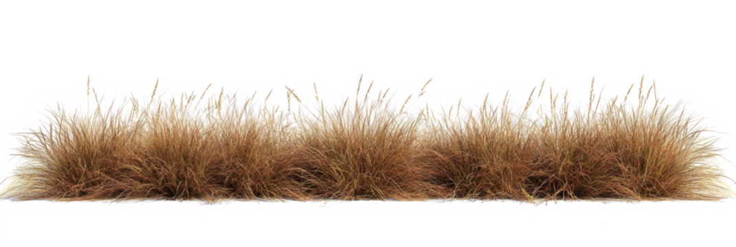 Savanna grass field row on transparent backgrounds 3d rendering png file 
