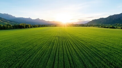 Naklejka premium A breathtaking view of vibrant green fields with the sun setting behind majestic mountains, creating a picturesque scene of nature's beauty and tranquility.
