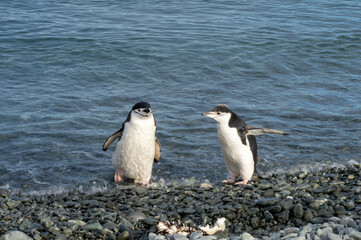 Obraz premium Two cute penguins coming out of the water