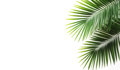 Copy space with Palm leaves border on transparent backgrounds realistic 3d rendering png 
