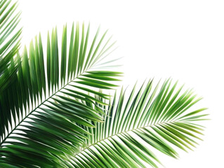 Obraz premium coconut palm tree leaves isolated on transparent or white background, png 