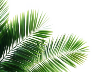 coconut palm tree leaves isolated on transparent or white background, png 
