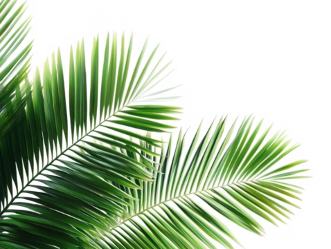 coconut palm tree leaves isolated on transparent or white background, png 
