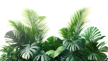 Obraz premium Tropical lush green leaf of palm tree transparent png 
