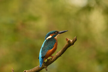 Eisvogel