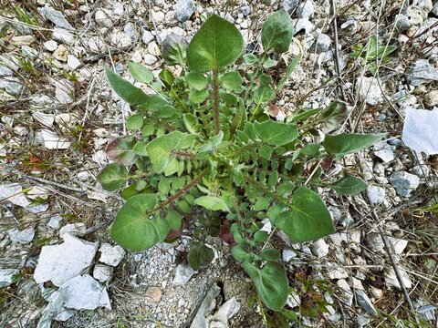 Close-up of Sonchus oleraceus plant with fresh leaves. Common sowthistle, smooth sow or annual sow thistle, puha, hare's colwort, hare's thistle, milky tassel, milk and soft thistle. Tribe Cichorieae.
