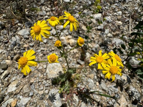 Yellow blooming flowers of the wild plant Hymenothrix. Yellow daisy grows in arid land. Hymenothrix is a genus belonging to the Asteraceae family.
 - Powered by Adobe