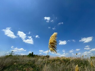 eaves and flowers of Phragmites Australis and Typha Orientalis on the lake shore move with the...