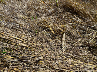 Landscape view of dry savannah. Seamless texture hay, straw. Dry grass texture. Climate change concept. Closeup of old aged dry grass straw texture background. Macro of textured eco natural backdrop.